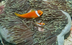 Velidhu - 2013_03_09 - IMG_0240rf_Poisson Clown des Maldives - Amphiprion Nigripe_House reef_pmt